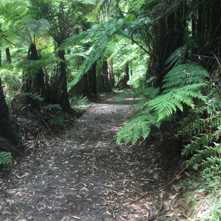 Sherbrooke Falls Walk