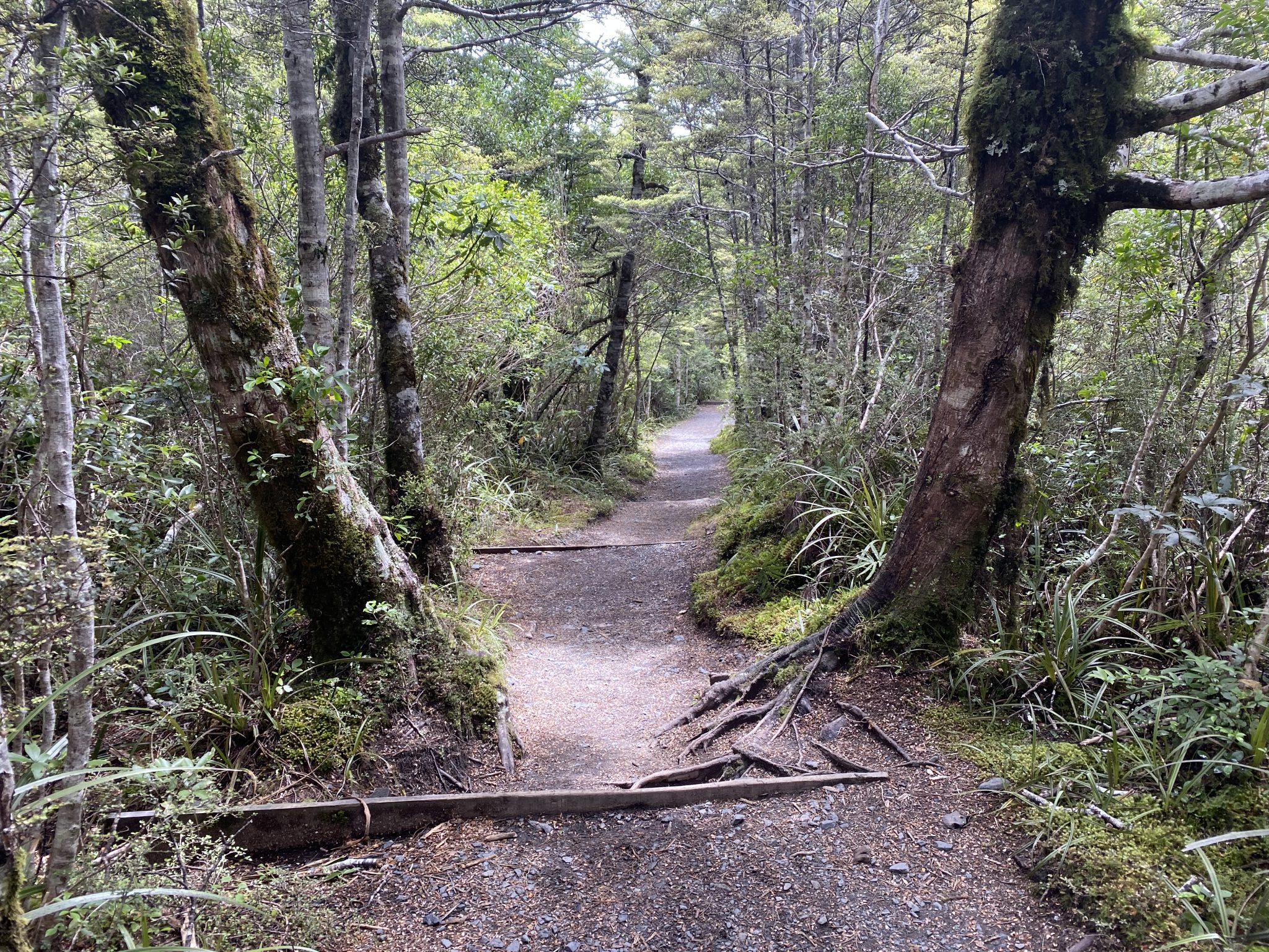 Taranaki Falls Track