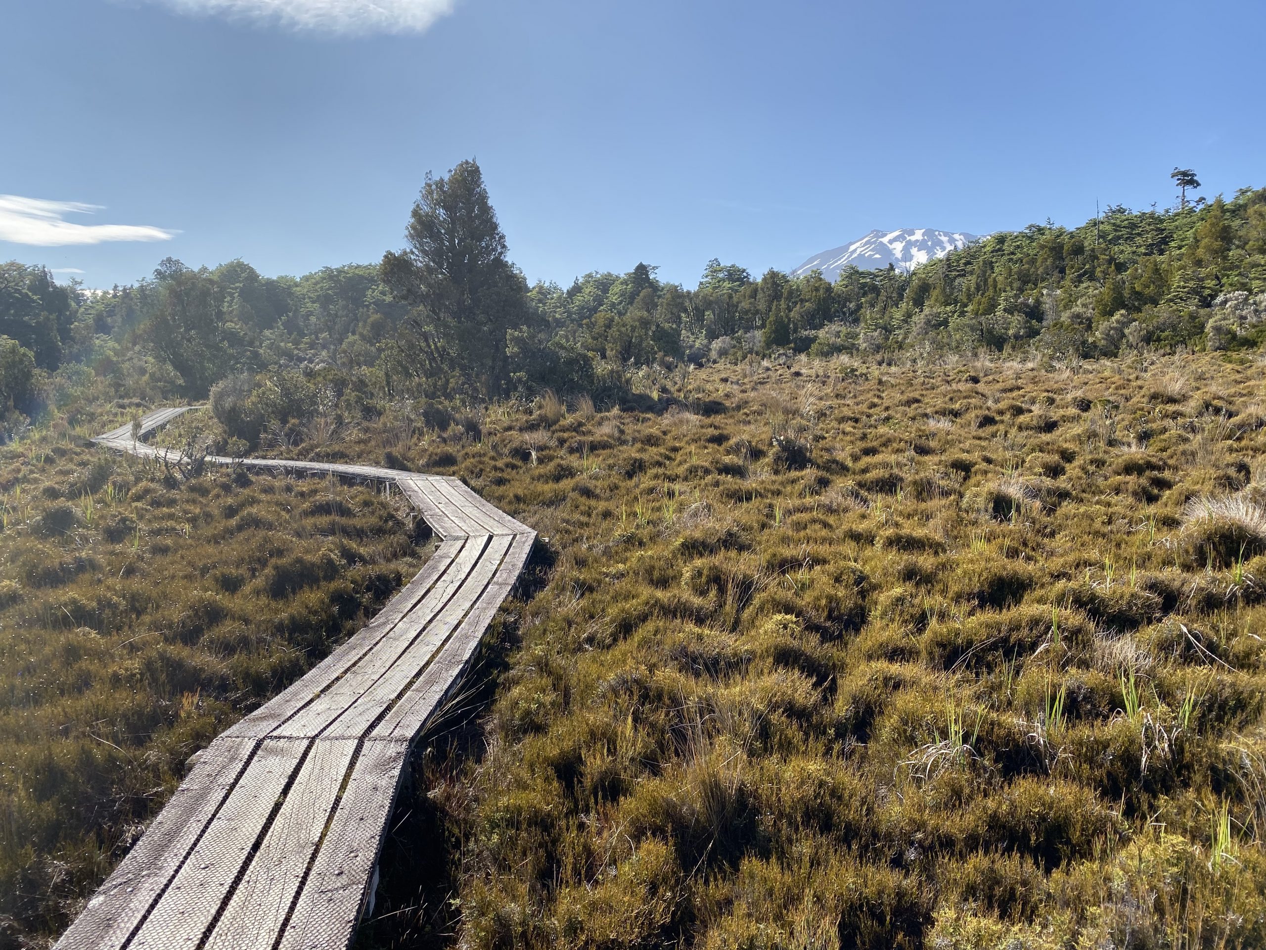 Whakapapanui Track