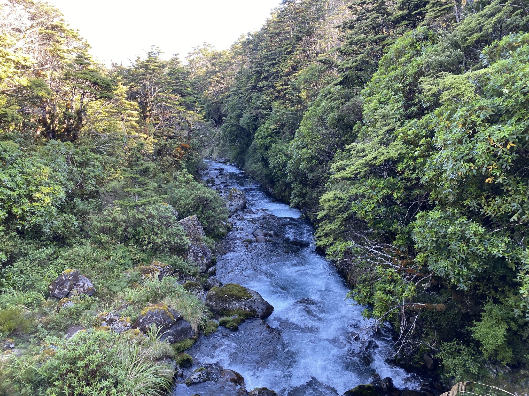 Whakapapanui Track