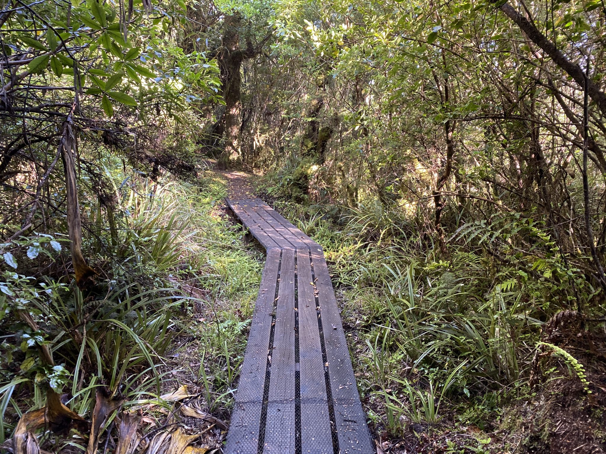 Whakapapanui Track