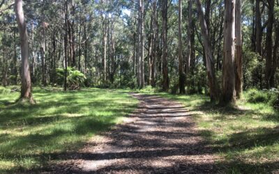 Eastern Sherbrooke Forest Walk