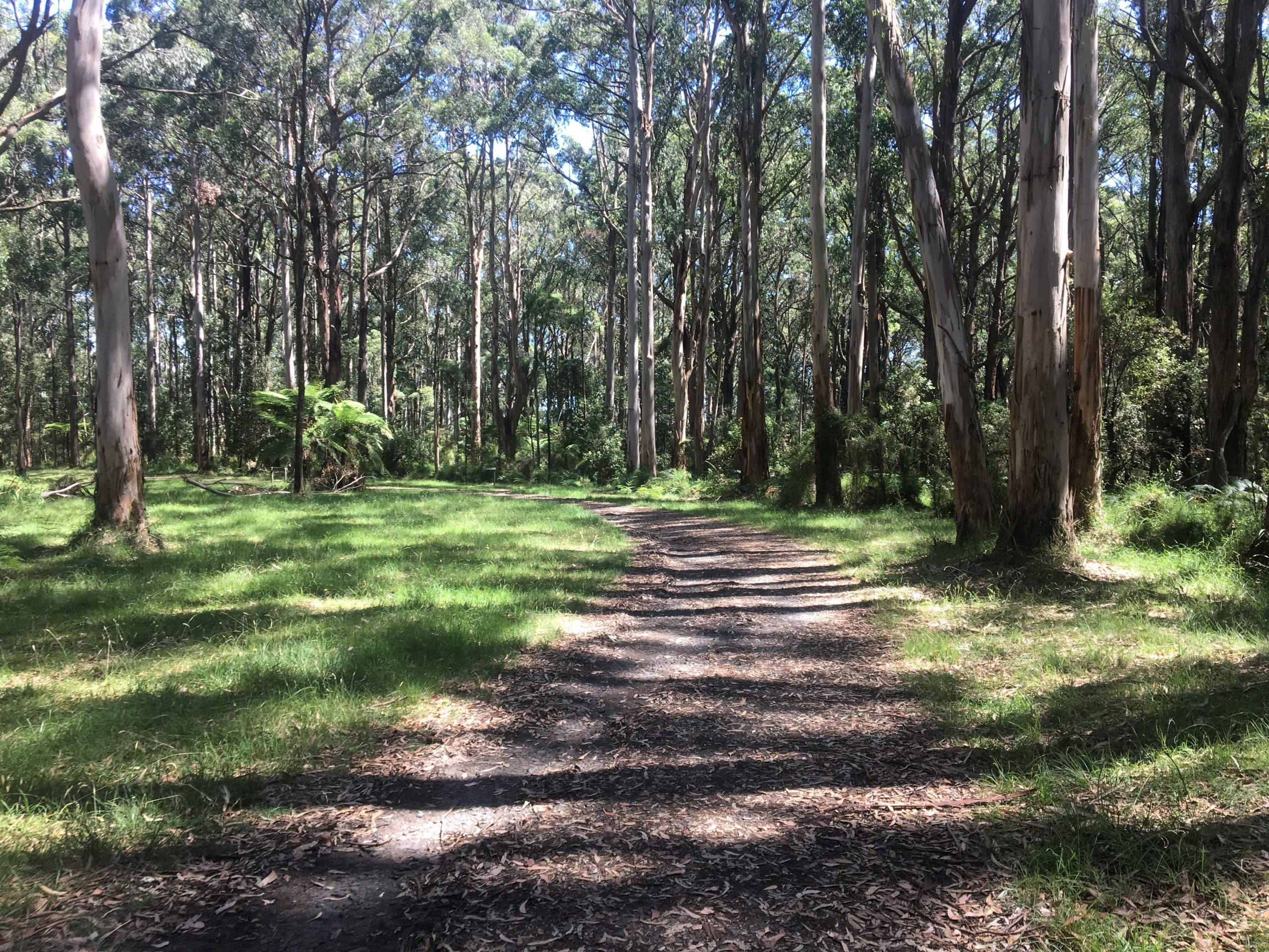 Eastern Sherbrooke Forest Walk