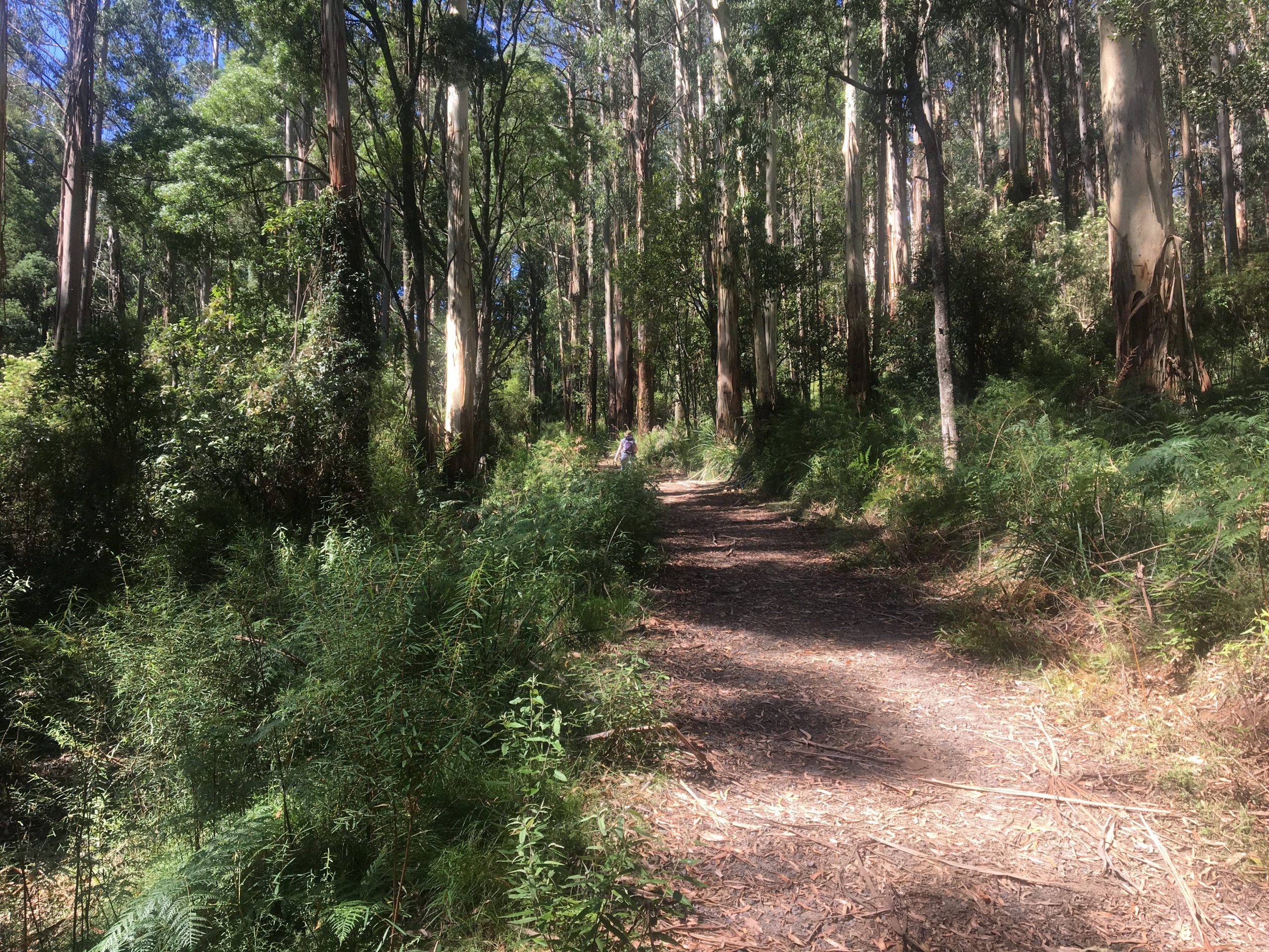 Eastern Sherbrooke Forest Walk