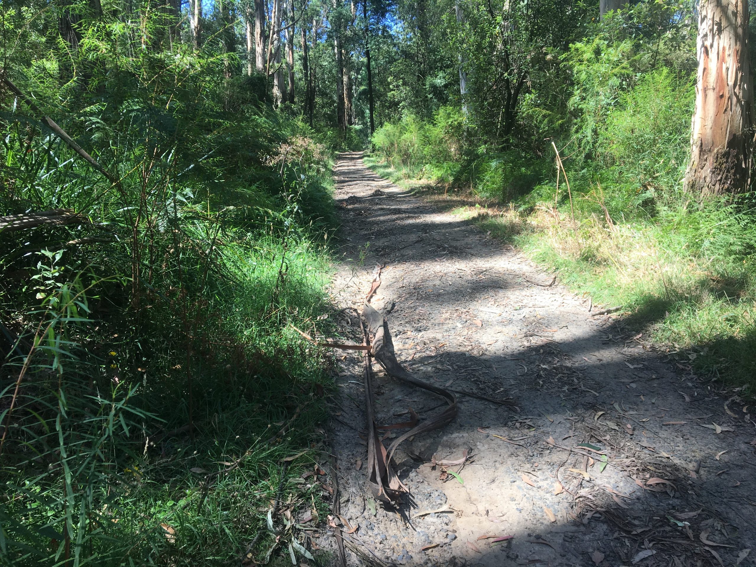 Eastern Sherbrooke Forest Walk