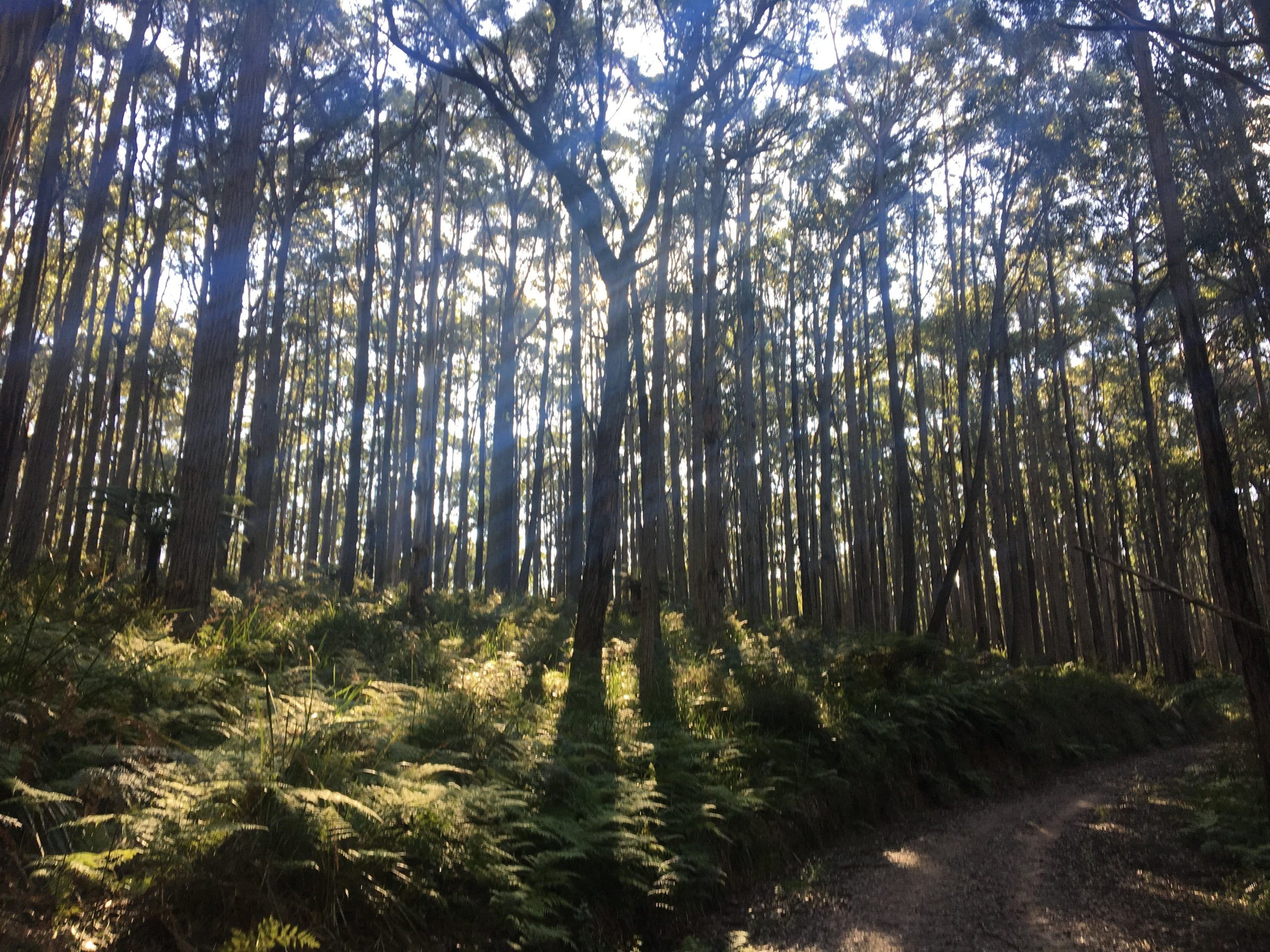 Four Brothers Rocks Track