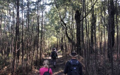 freemans mill walking track