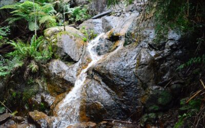 la la falls walk hiking in warburton