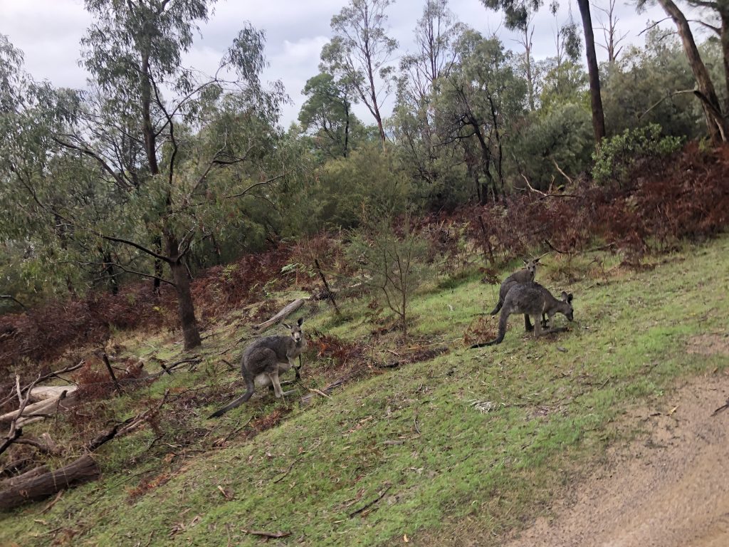 Lysterfield Lake Circuit Trail