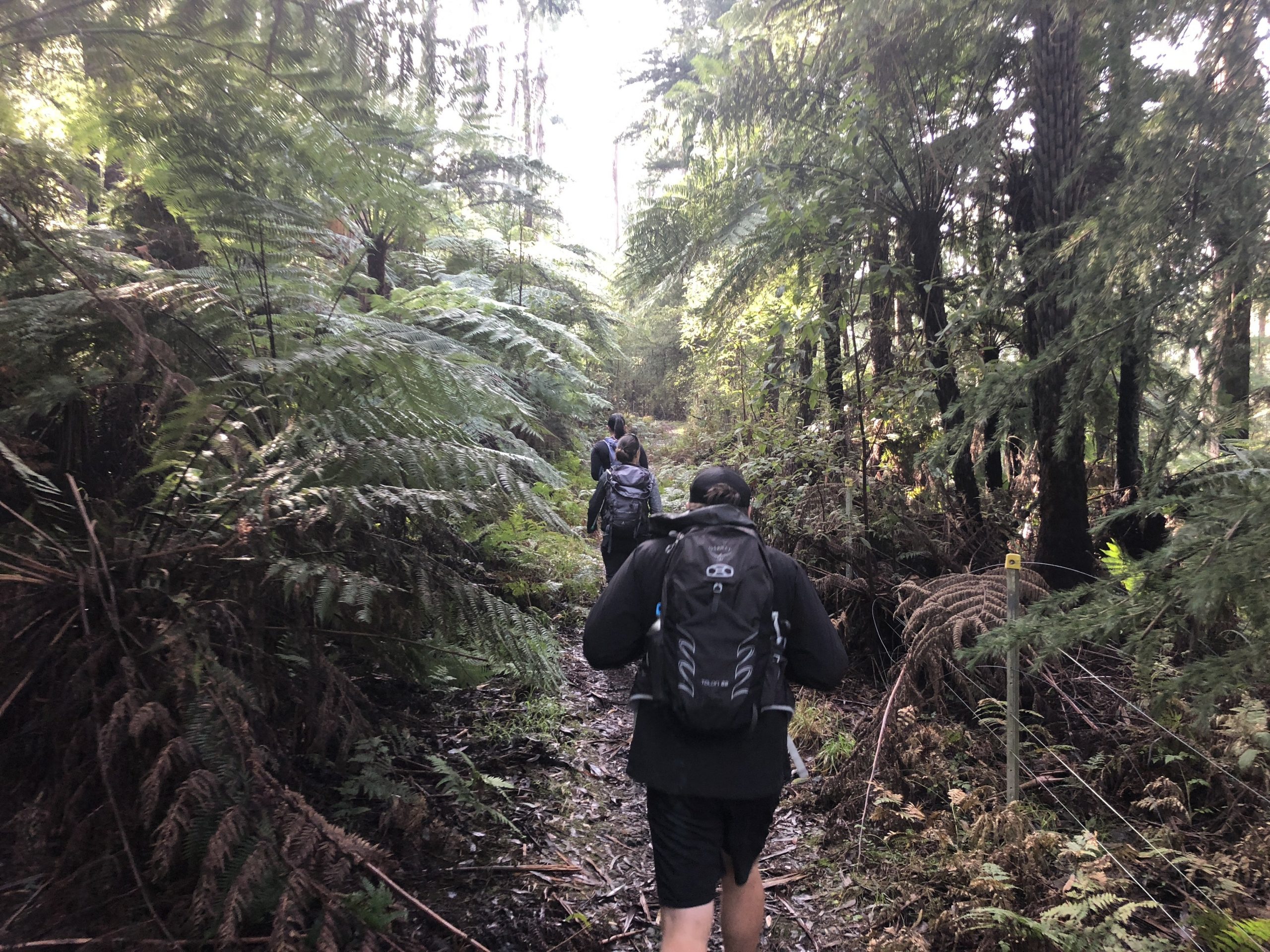 morley's walking track