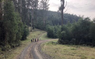 morley's walking track