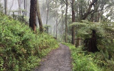 Mount Dandenong Trail