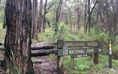 Mount Dandenong Trail