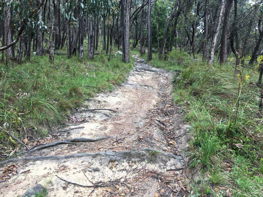 Mount Dandenong Trail