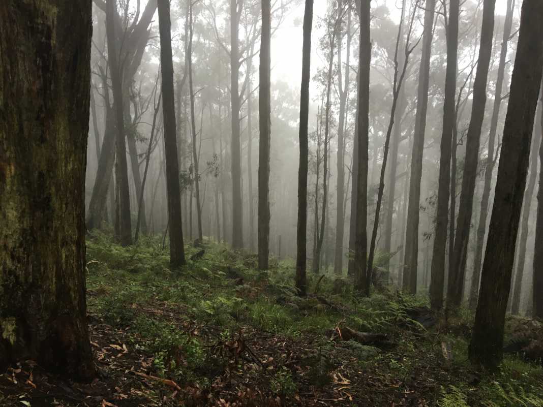 Mount Dandenong Trail