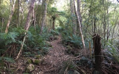 mount donna buang hiking in warburton