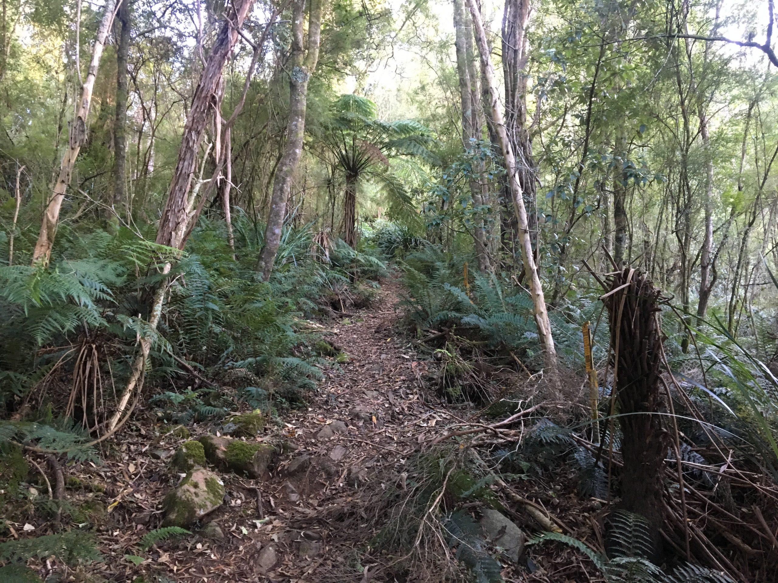 mount donna buang