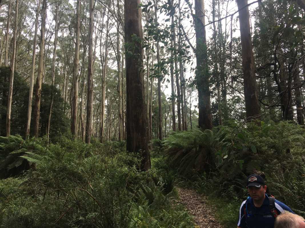 mount donna buang