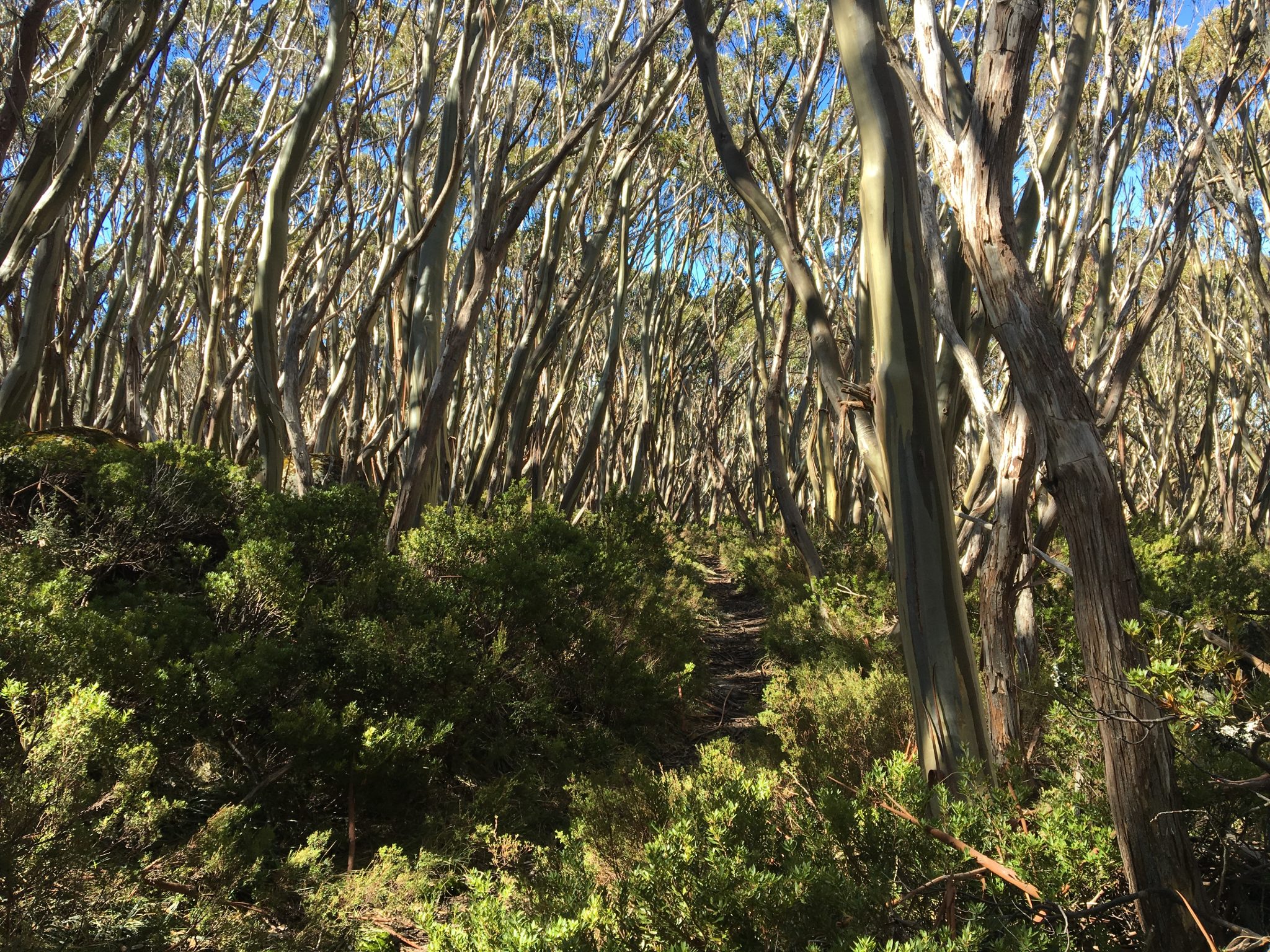 Mount Erica Trail