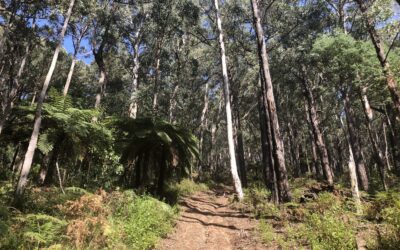 Mount little joe loop hiking in warburton