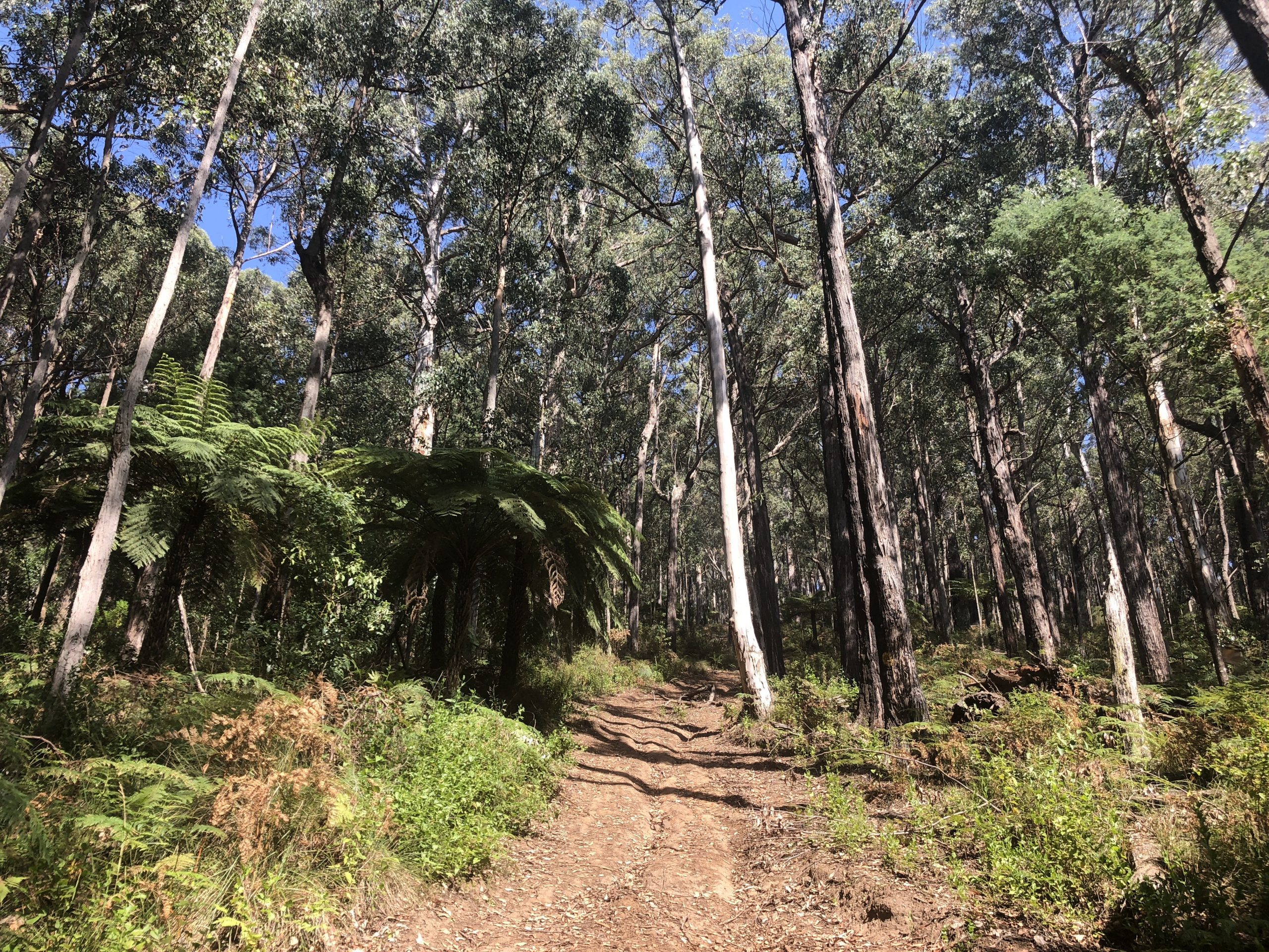 Mount little joe loop hiking in warburton