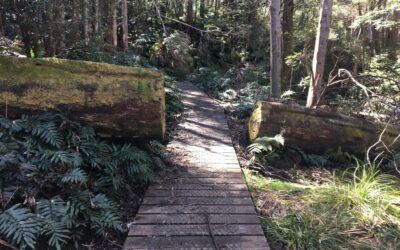 Mushroom Rocks Trail