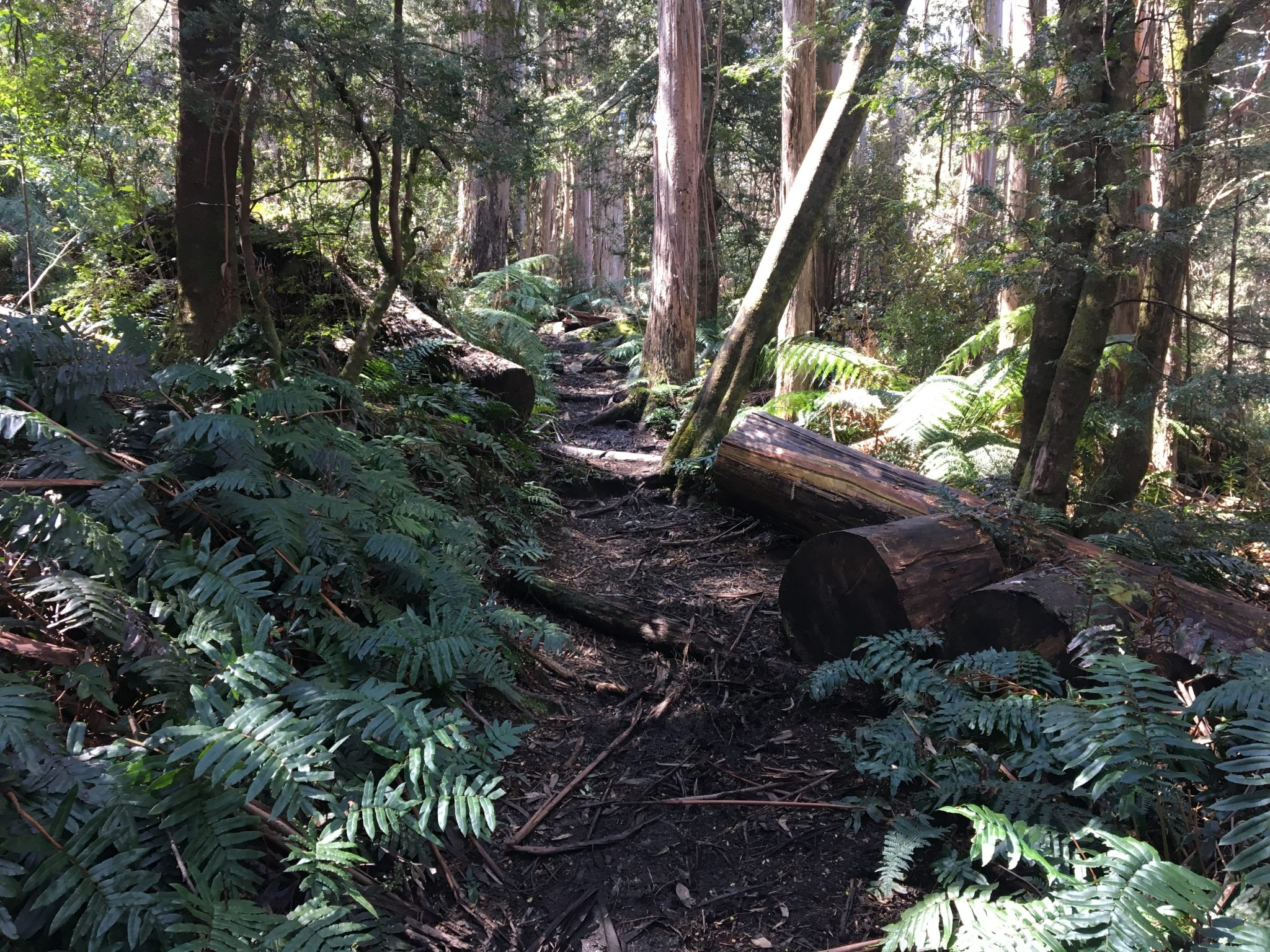 Mushroom Rocks Trail