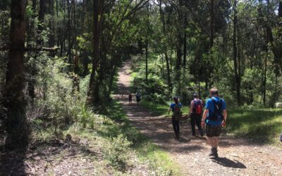 Olinda Creek Walking Track