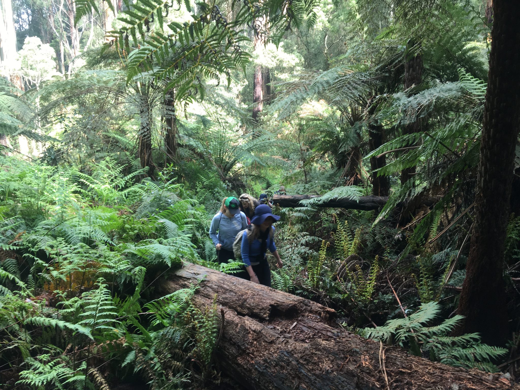 Olinda Falls and Valley Circuit