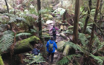 Starlings Gap to New Federal Mill