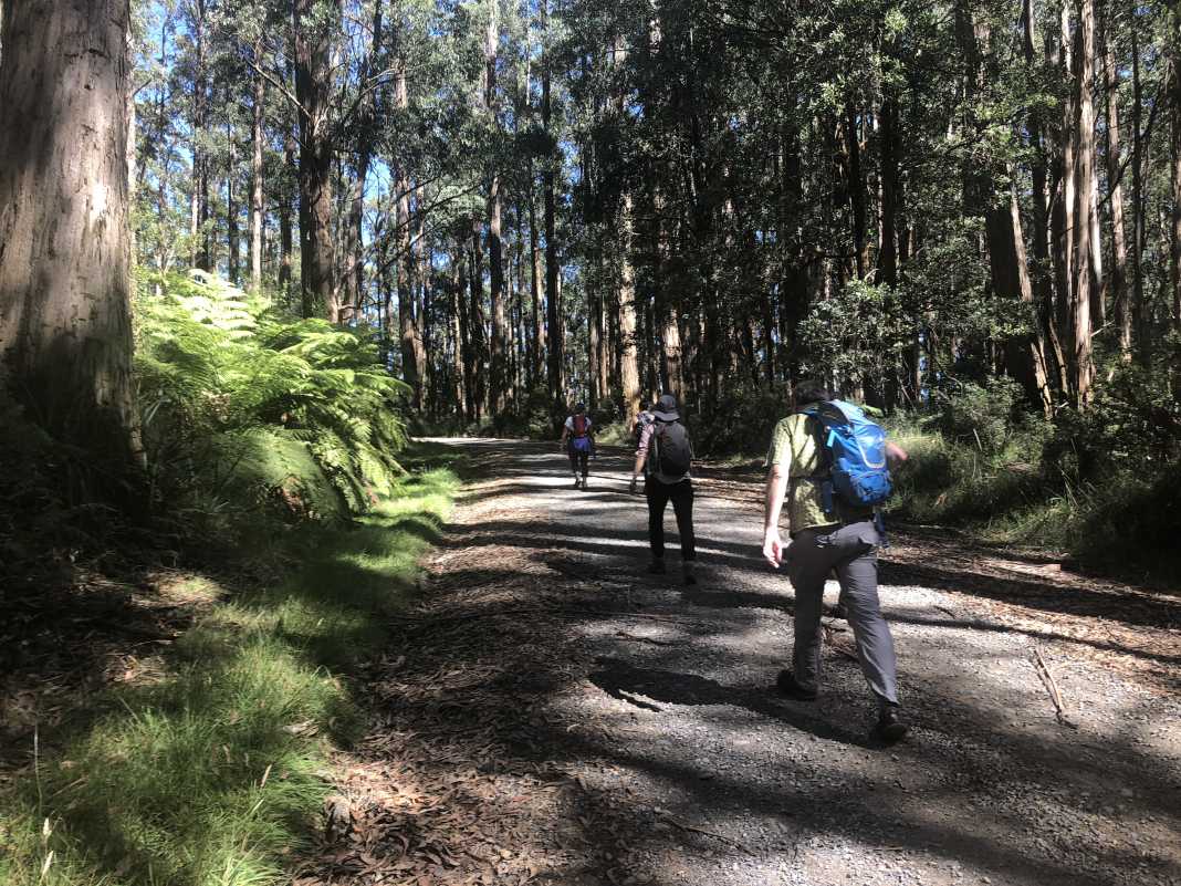 tanglefoot loop