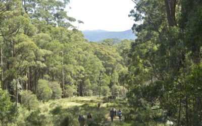 tanglefoot loop