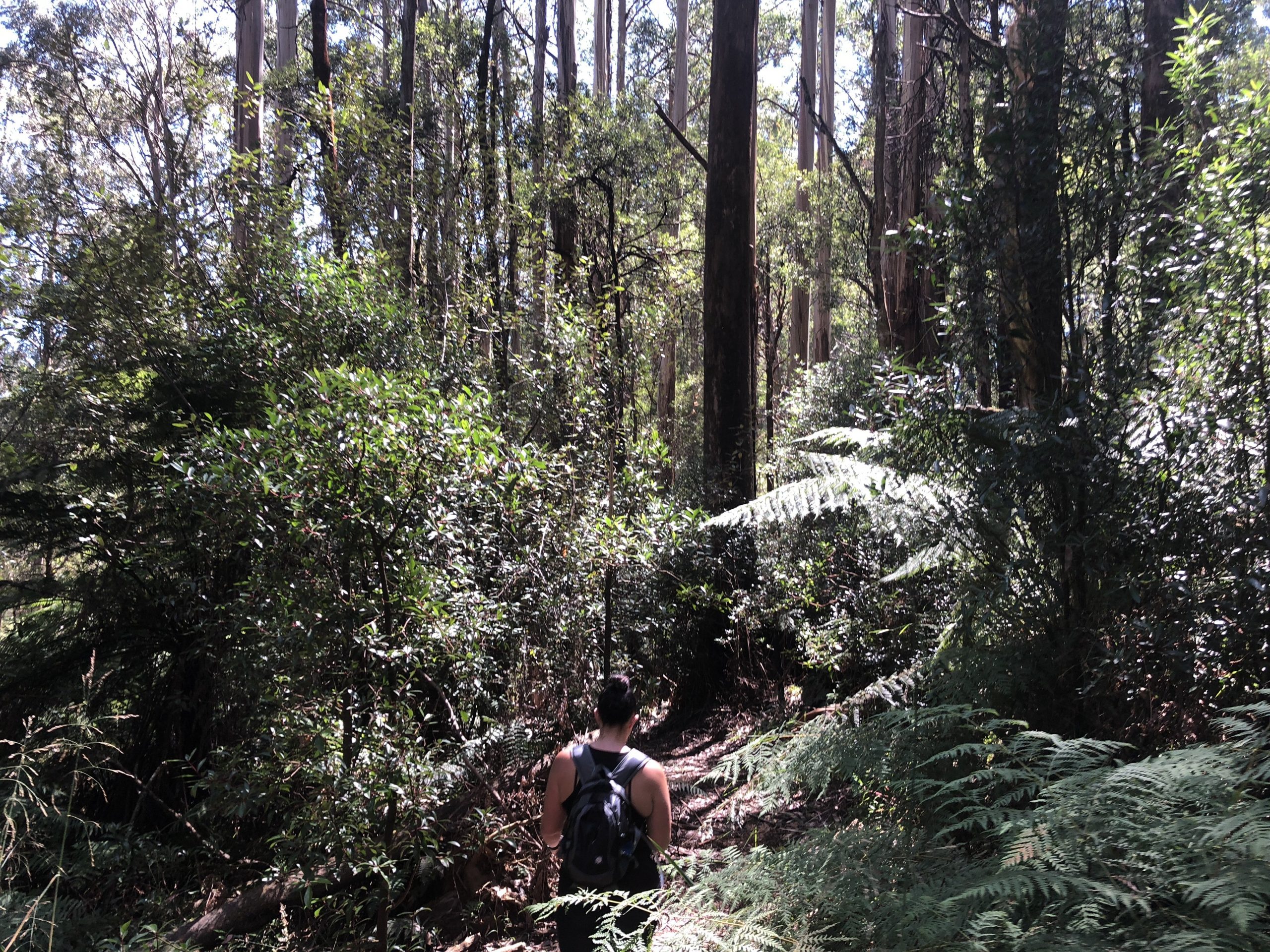 tanglefoot loop