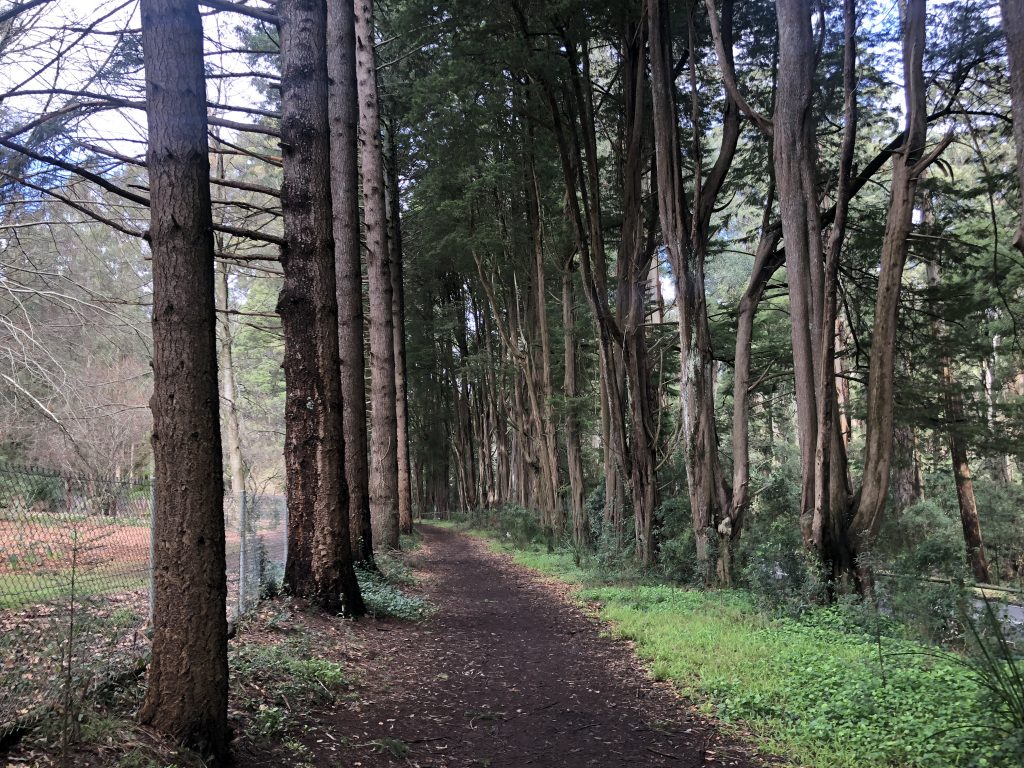 tan track dandenong ranges