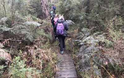 Whipstick Gully Track