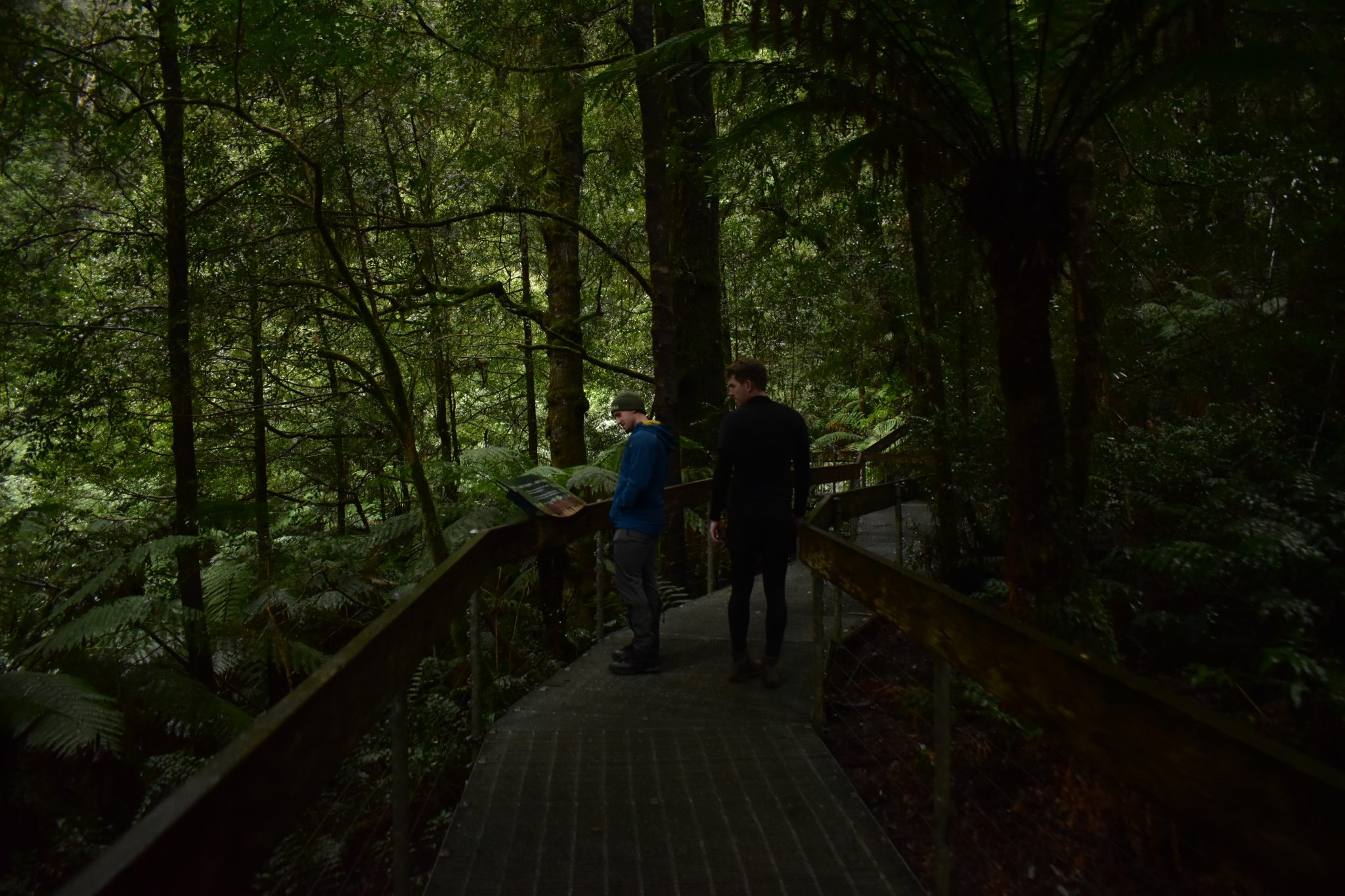 hiking in warburton rainforest gallery