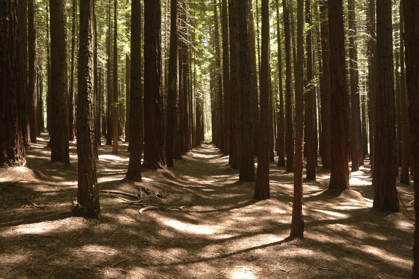 hiking in warburton redwood forest