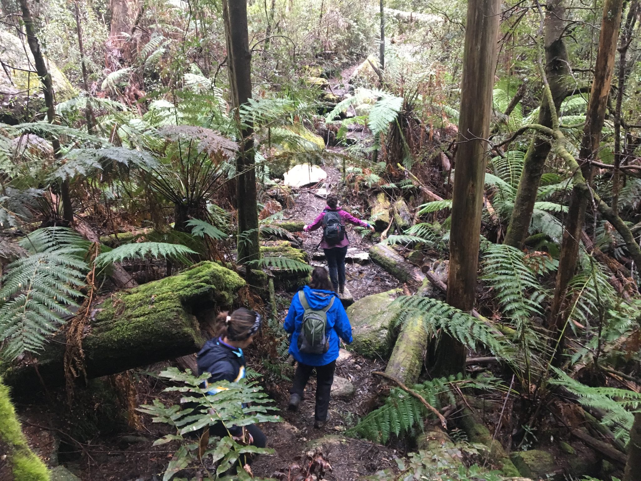 hiking in warburton