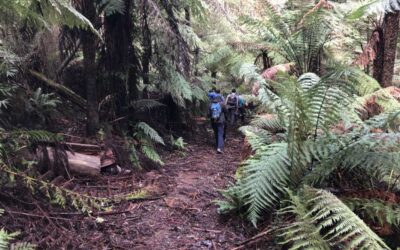 reid's tramline walk hiking in warburton