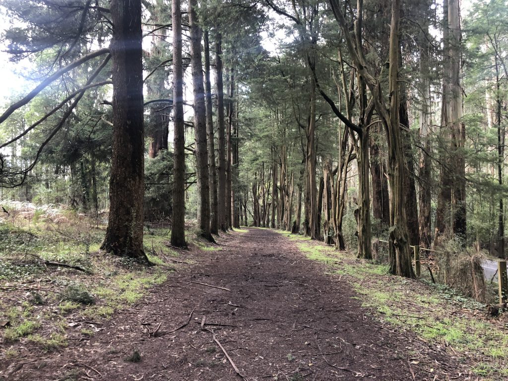 the tan track dandenong ranges