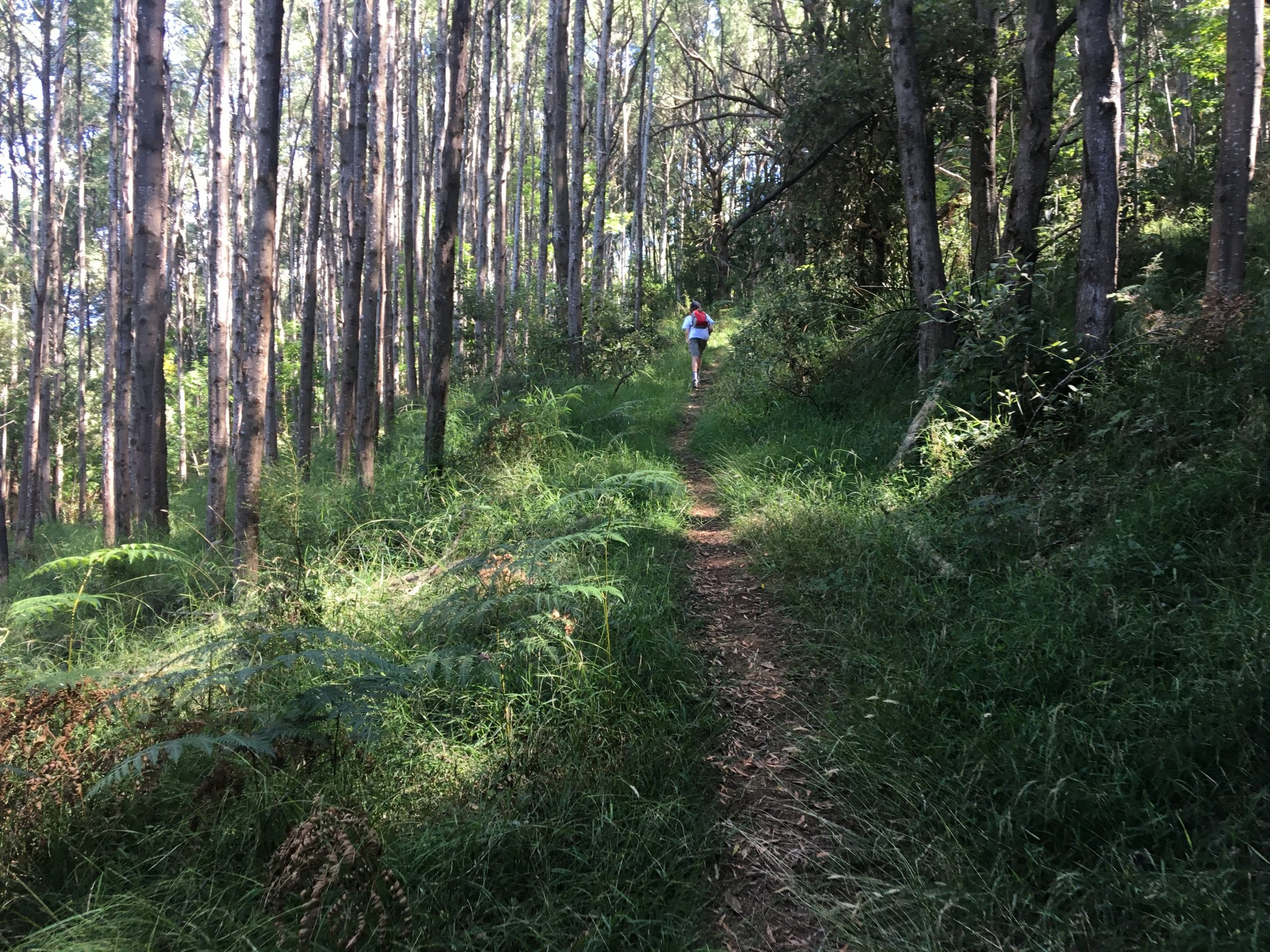 woolrich lookout